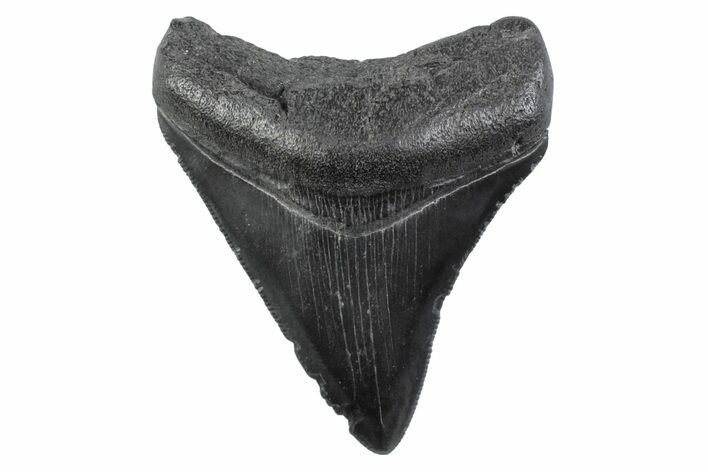 Serrated, Juvenile Megalodon Tooth - South Carolina #362204